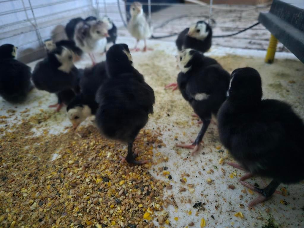 Zwart kalkoenen, Dieren en Toebehoren, Pluimvee