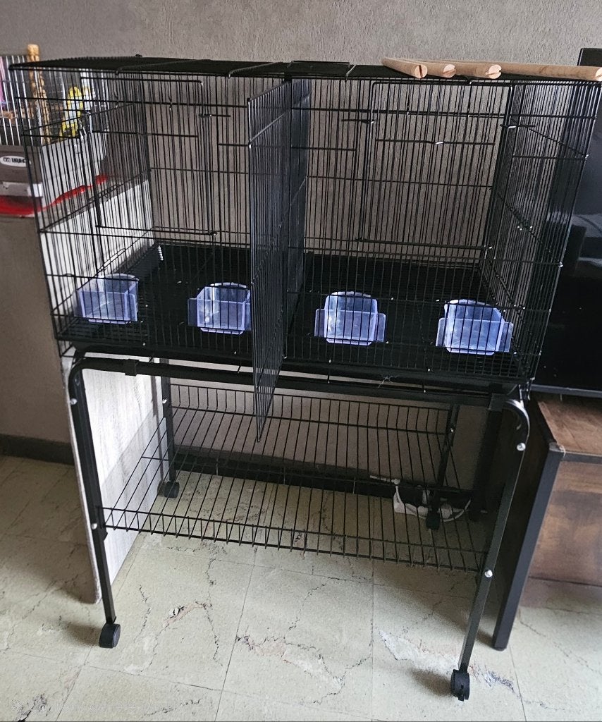 Cage Oiseaux, Perruche