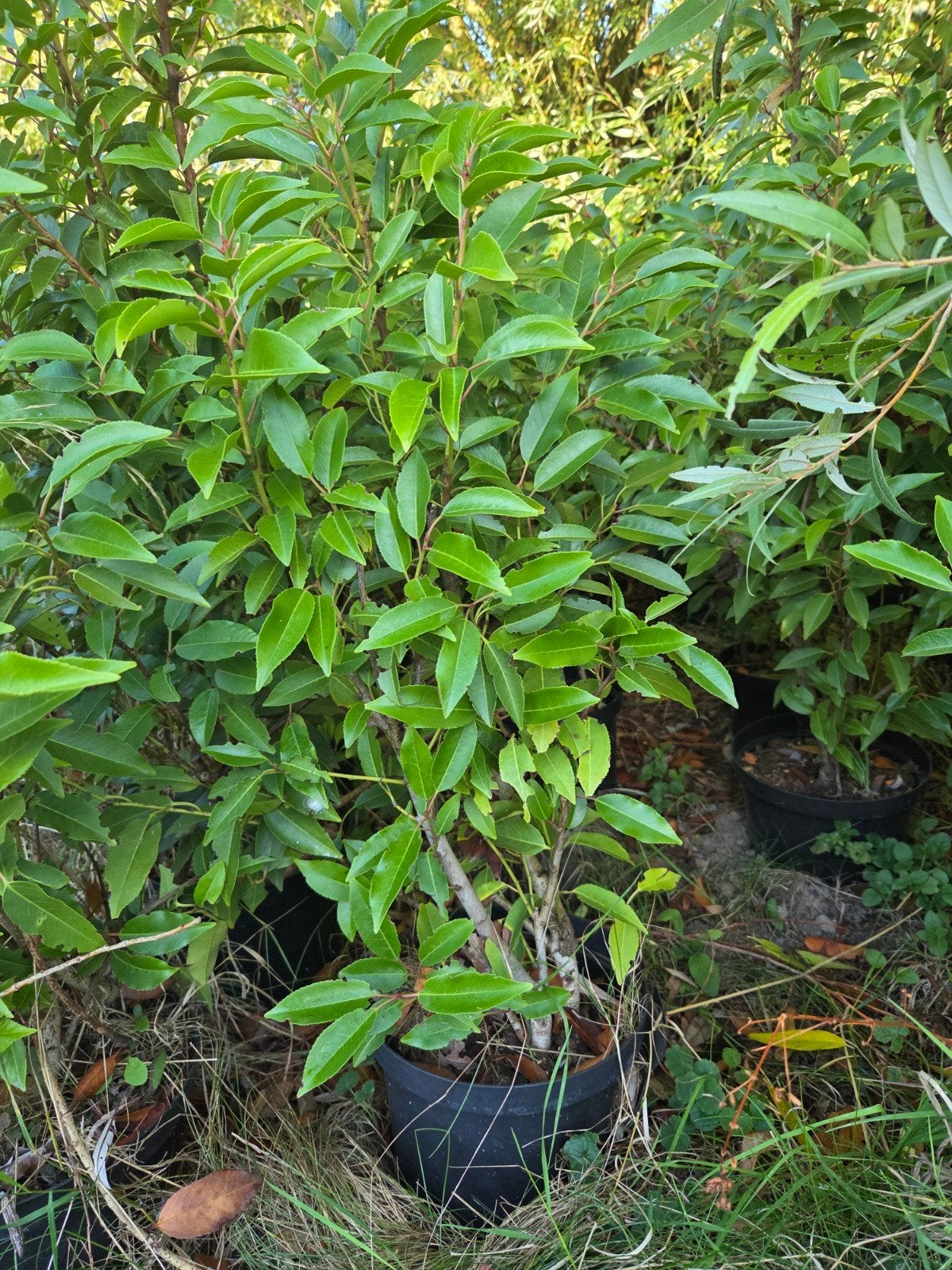 plantseizoen! september 2026 - promotie portugese laurier, Ophalen of Verzenden