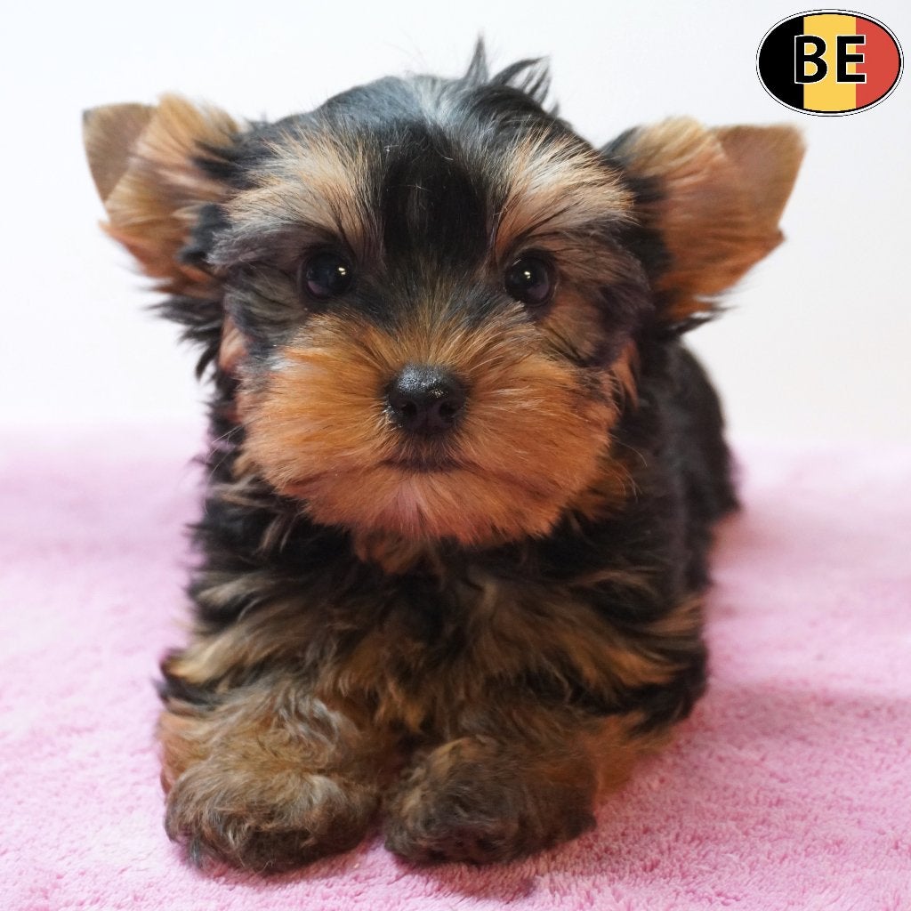 Yorkshire Terriër - chiots belges à vendre, Commerçant, Yorkshire Terrier, 8 à 15 semaines, Plusieurs
