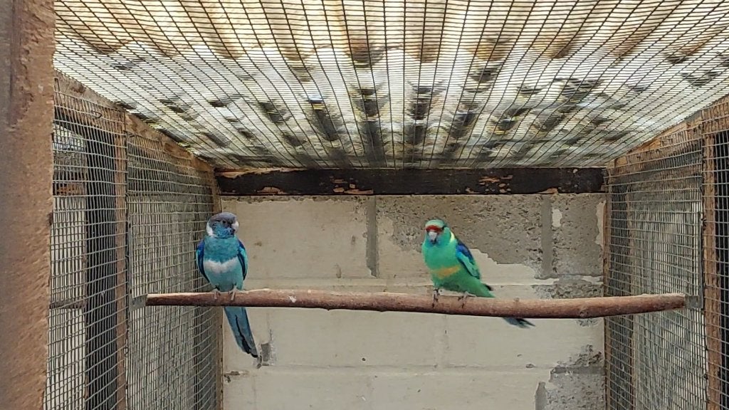 Kwkoppel split x blauw barnards, Dieren en Toebehoren, Parkiet
