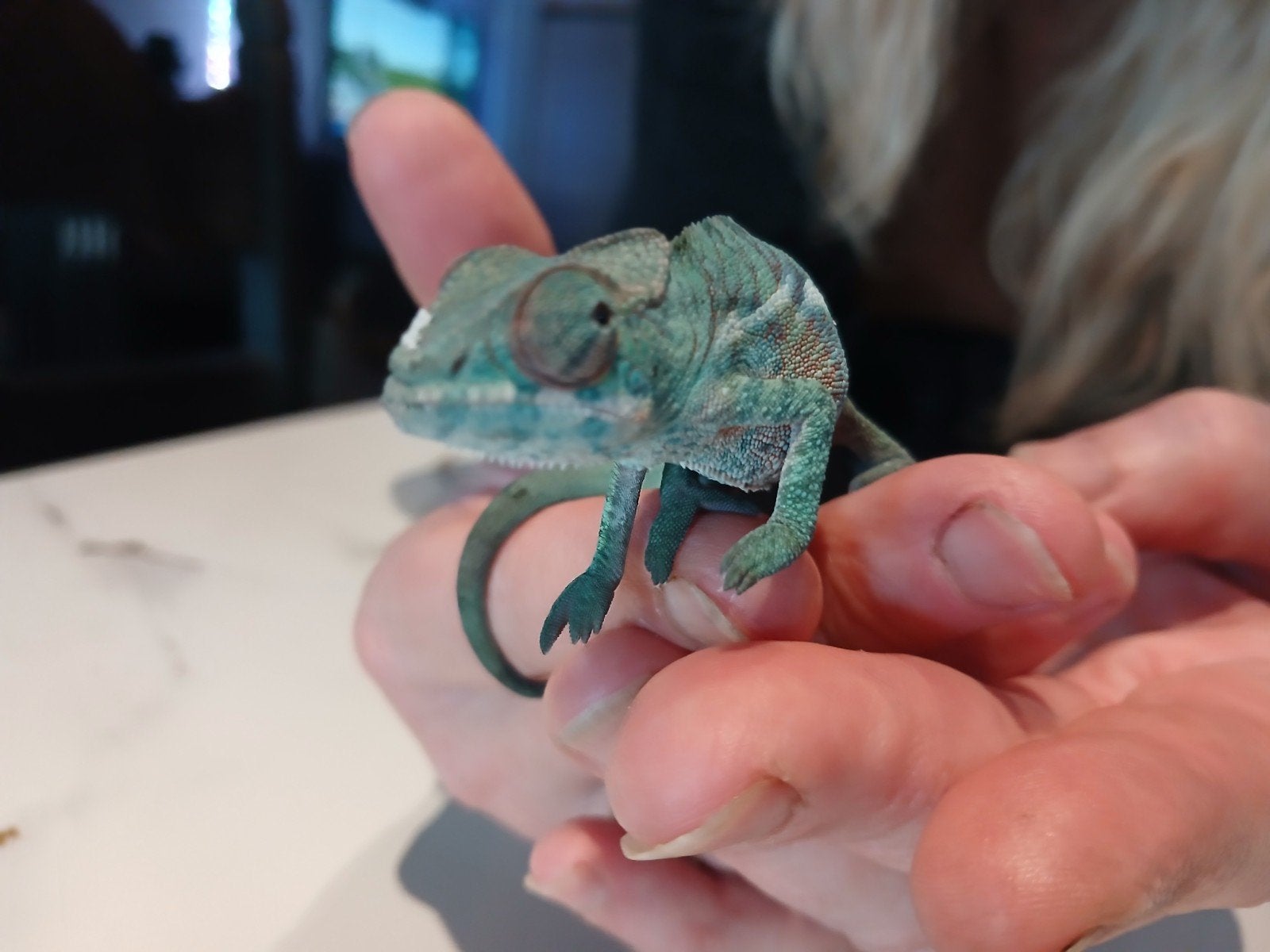 caméléon furcifer pardalis, Animaux & Accessoires
