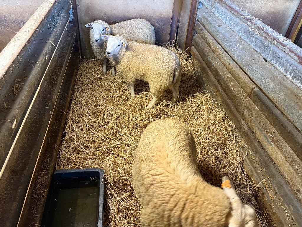 Gevoederde bokken te koop, Dieren en Toebehoren, Mannelijk, Schaap, 0 tot 2 jaar