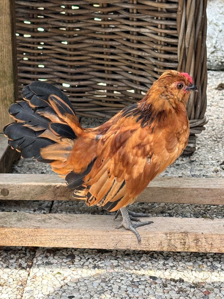 2 Baardkriel haantjes ( alle 2 gereserveerd ), Dieren en Toebehoren, Pluimvee, Mannelijk, Kip