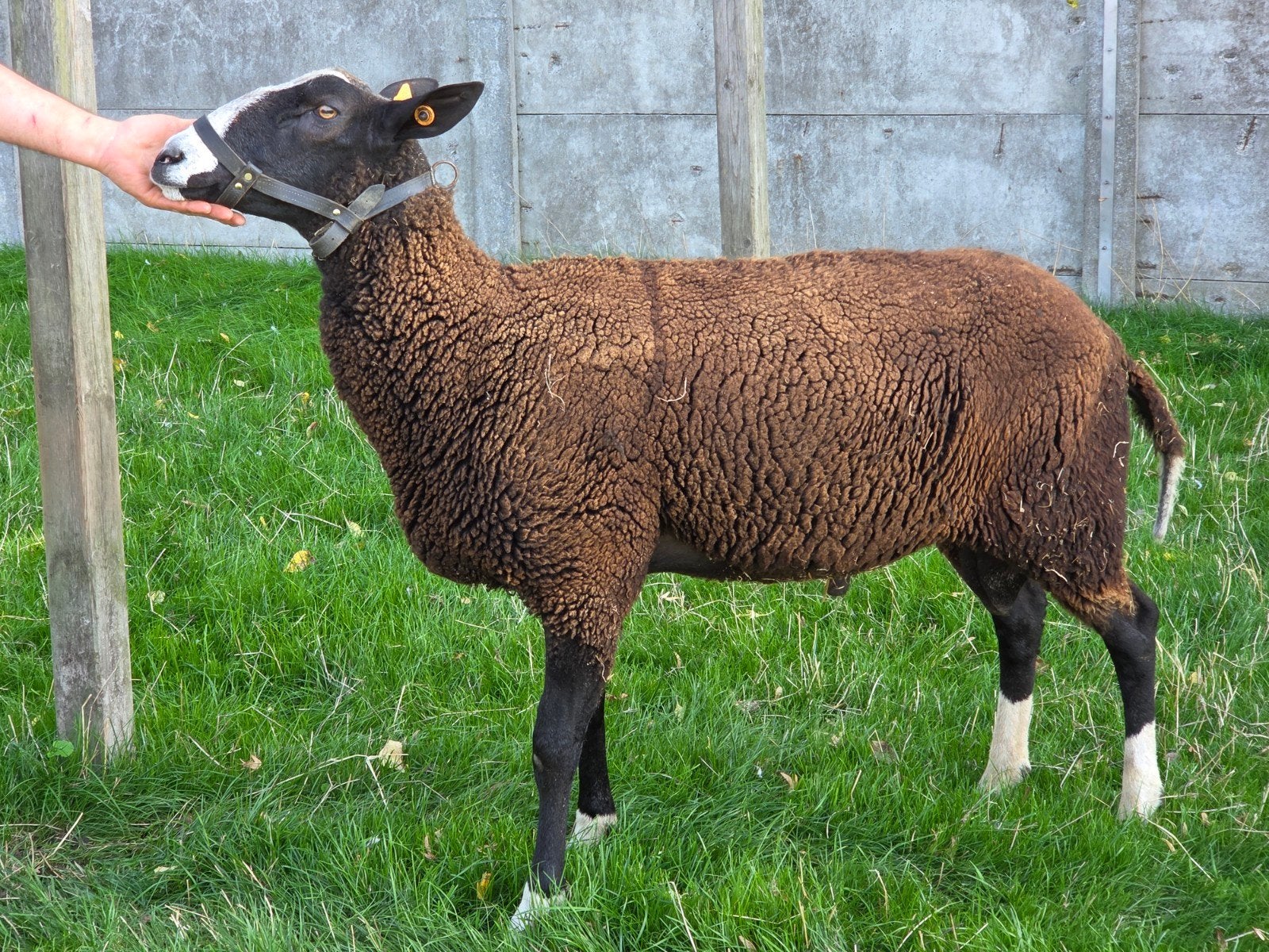 Zwartbles schaap ram