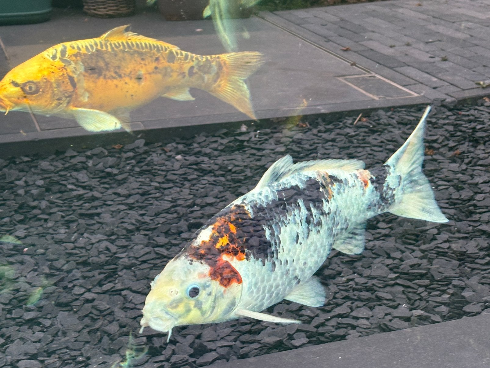 Koi, Dieren en Toebehoren, Vissen | Aquariumvissen
