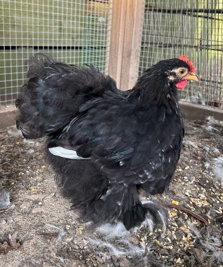 Zwart split choco cochin kriel haantjes, Dieren en Toebehoren