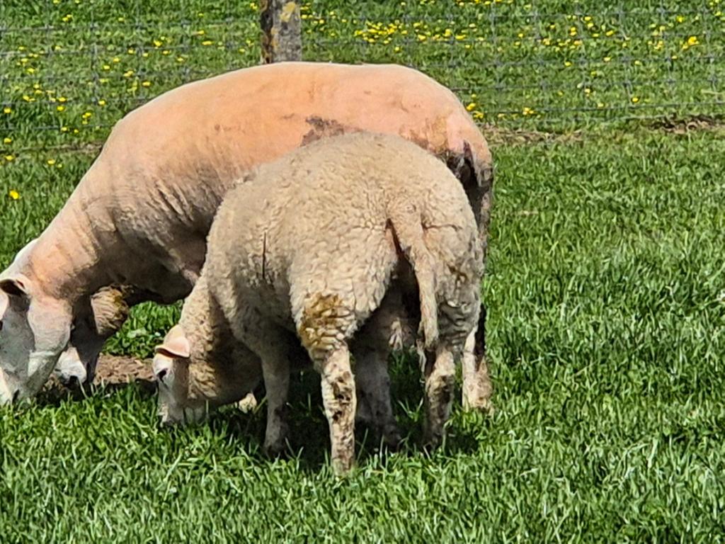 Rammen 35 - 40 kg, Dieren en Toebehoren, Mannelijk, Schaap, 0 tot 2 jaar