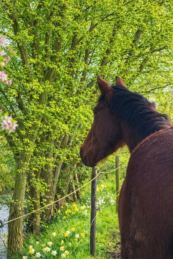 Gezocht!: weide te huur, Dieren en Toebehoren, Weidegang, 2 of 3 paarden of pony's