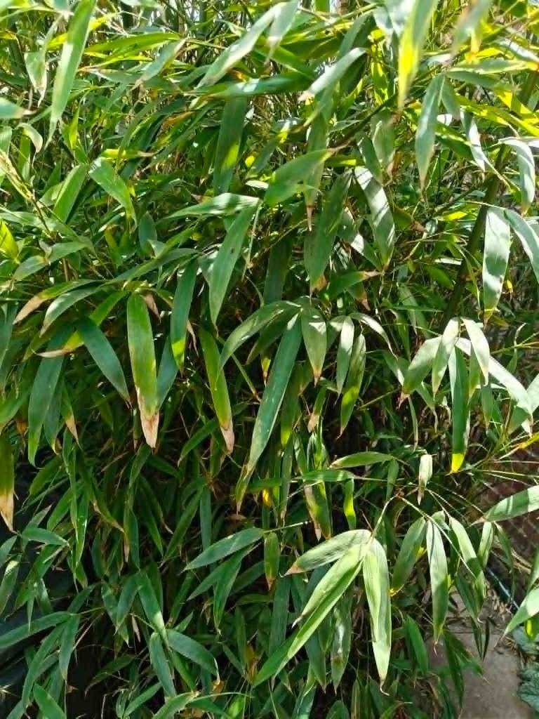 Bamboe  Fargesia, Tuin en Terras, Ophalen