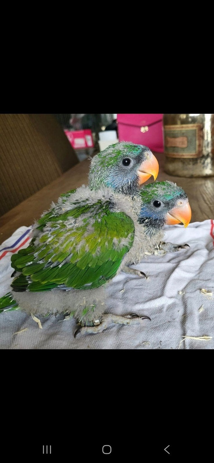 Derbyan parkiet, Dieren en Toebehoren, Geslacht onbekend, Parkiet, Geringd
