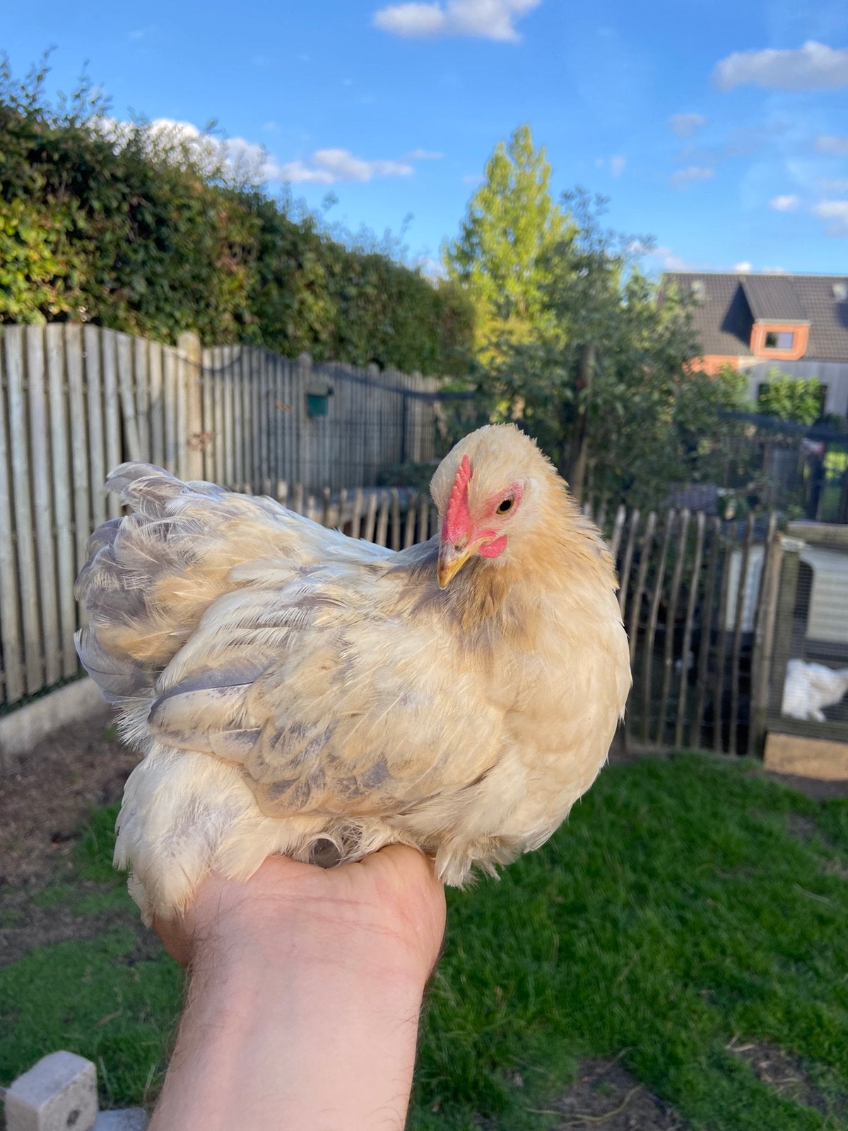Cochin haantje, Dieren en Toebehoren, Mannelijk, Kip
