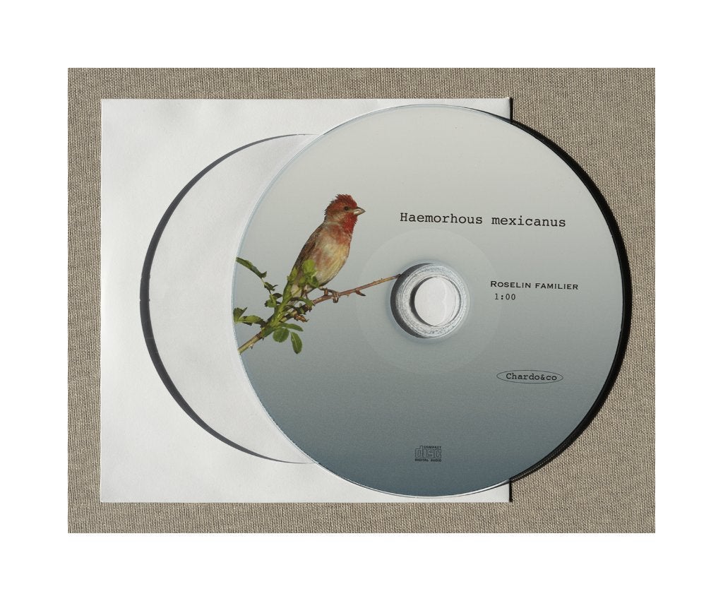 Mexicaanse roodmus, Oiseau tropical, Domestique