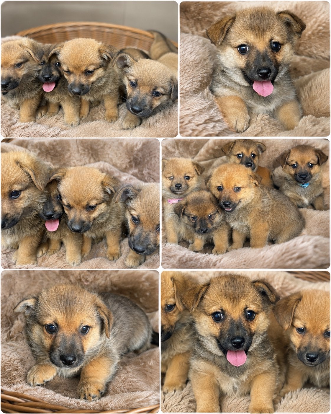 Kruising Pomeriaan x Lancashire heeler, Dieren en Toebehoren, Honden | Chihuahua's en Gezelschapshonden, België, Fokker | Hobbymatig