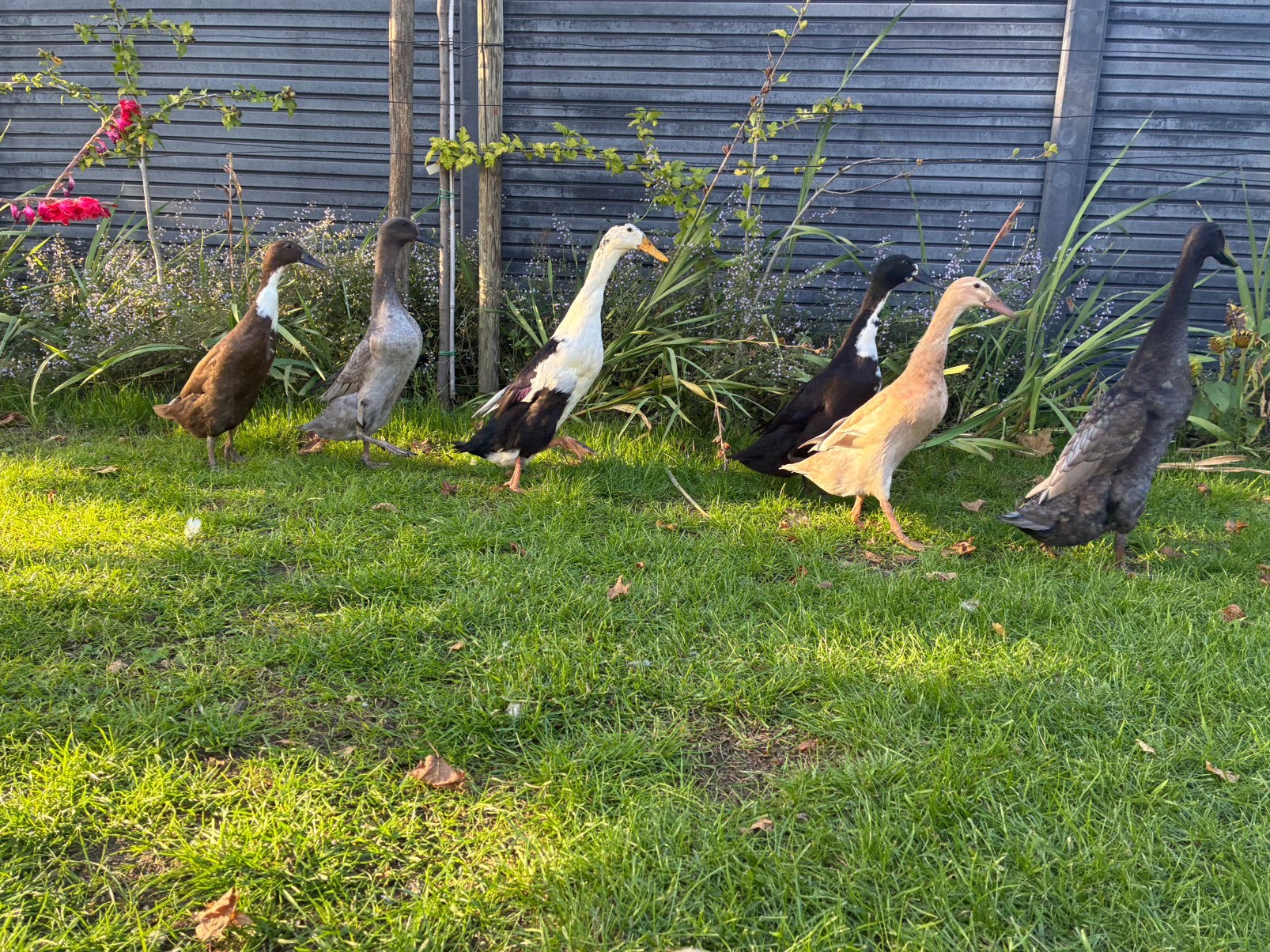 Trio Indische loopeenden, Dieren en Toebehoren, Meerdere dieren, Eend