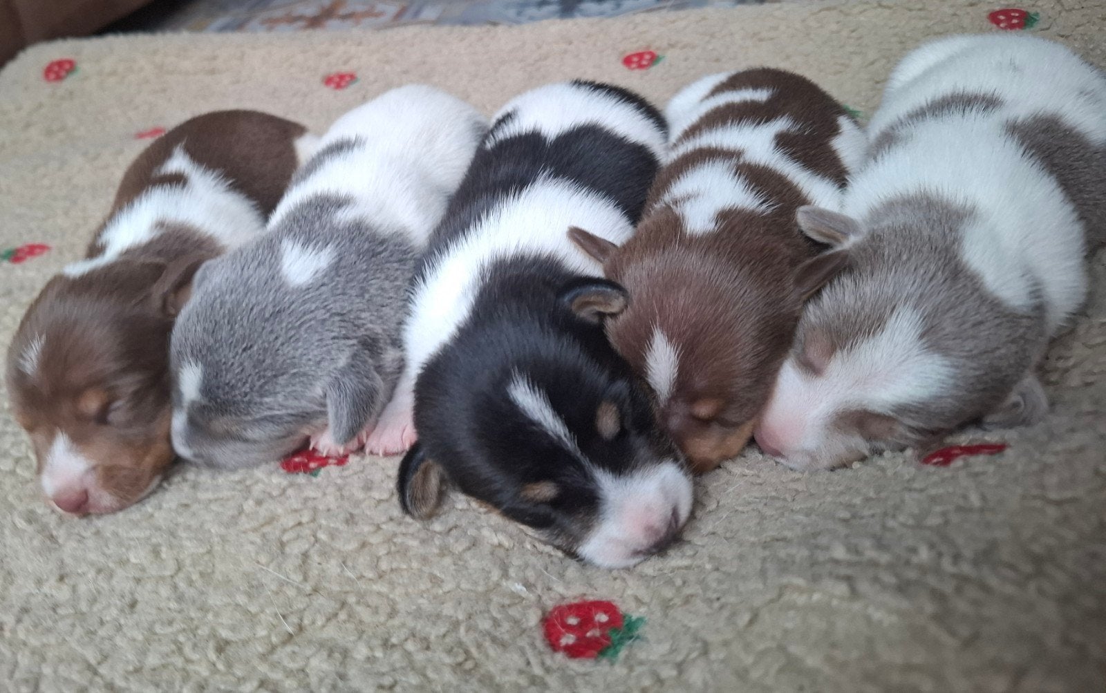 Jack russel pups met mooie kleuren, Animaux & Accessoires, Chiens | Jack Russell & Terriers, Hépatite contagieuse (maladie de Rubarth)