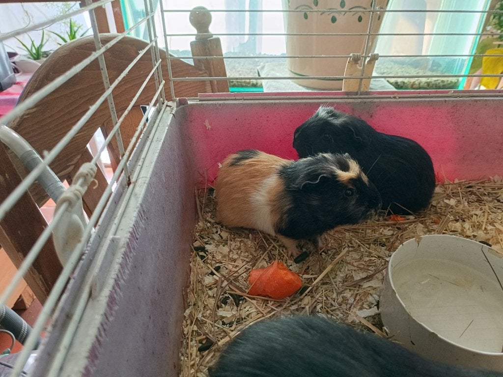 Twee jonge beertje cavia's te koop., Dieren en Toebehoren, Juli, Mannelijk, Cavia