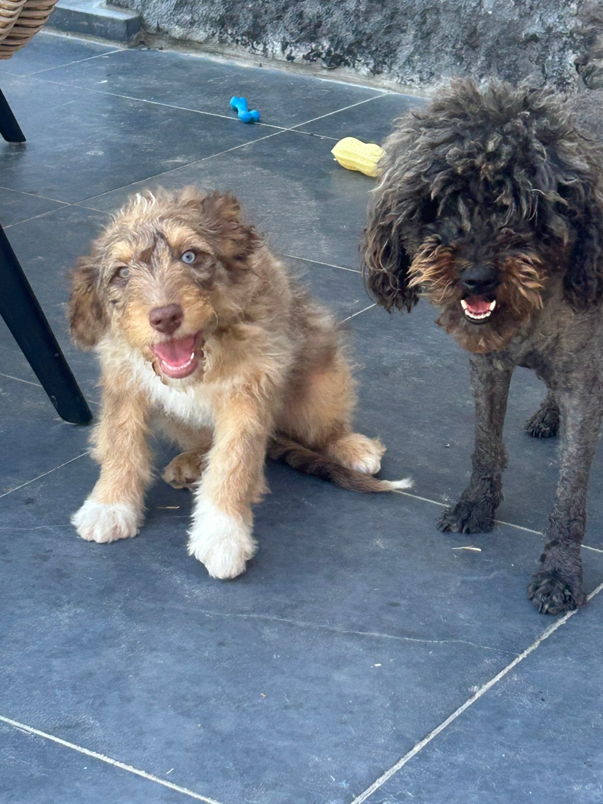 Australian doodle reu, Dieren en Toebehoren, België, Reu, 8 tot 15 weken, Parvo
