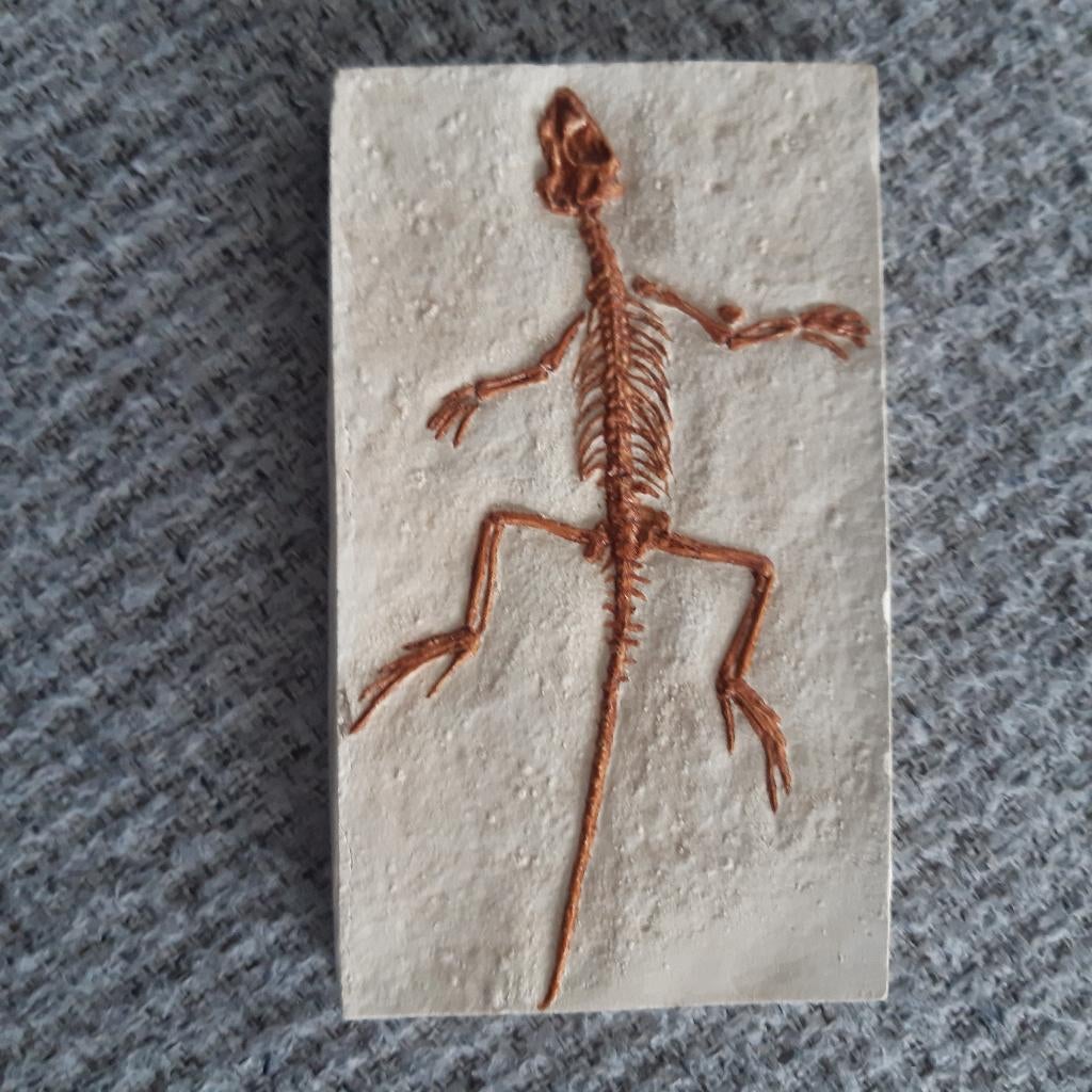 lézard fossile, Collections, Enlèvement ou Envoi, Fossile