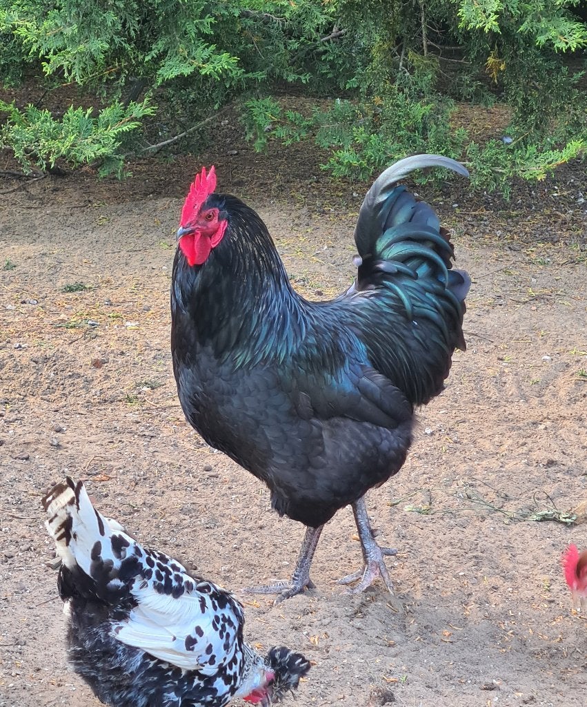 Australorp kruising haan, Mâle, Poule ou poulet