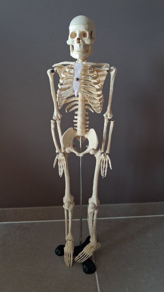 Anatomisch model van een menselijk skelet, metalen staander, Diversen, Ophalen, Zo goed als nieuw