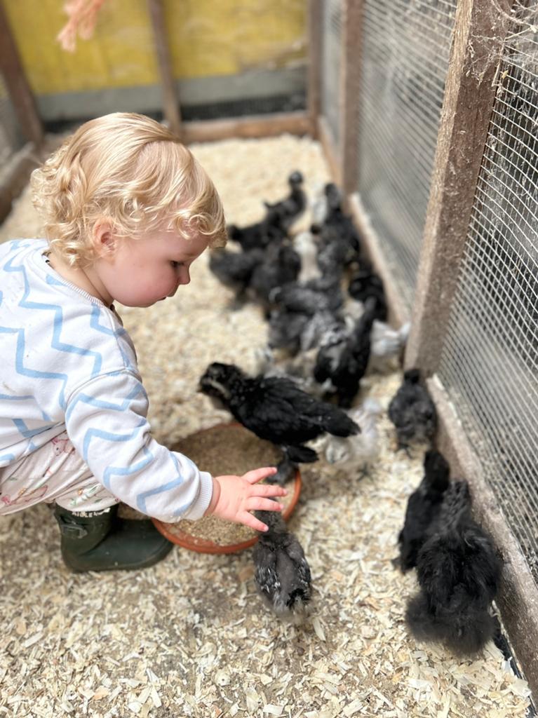 Mooie zijdehoender kuikens, Dieren en Toebehoren, Geslacht onbekend, Kip