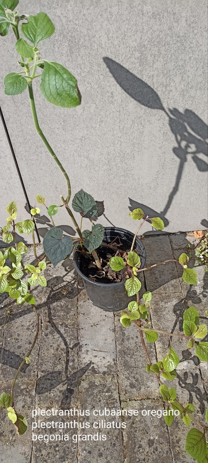 3 plantes d'intérieur dans 1 pot, Jardin & Terrasse, Enlèvement
