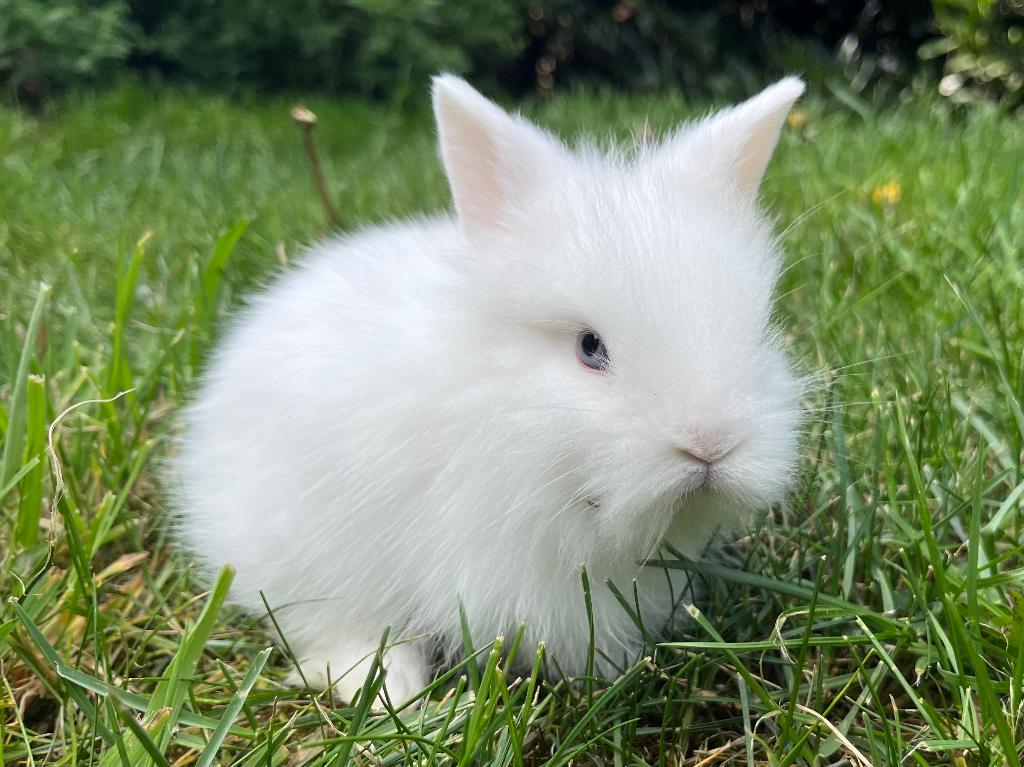 Langharige dwerg konijntjes, Meerdere dieren, Dwerg, 0 tot 2 jaar