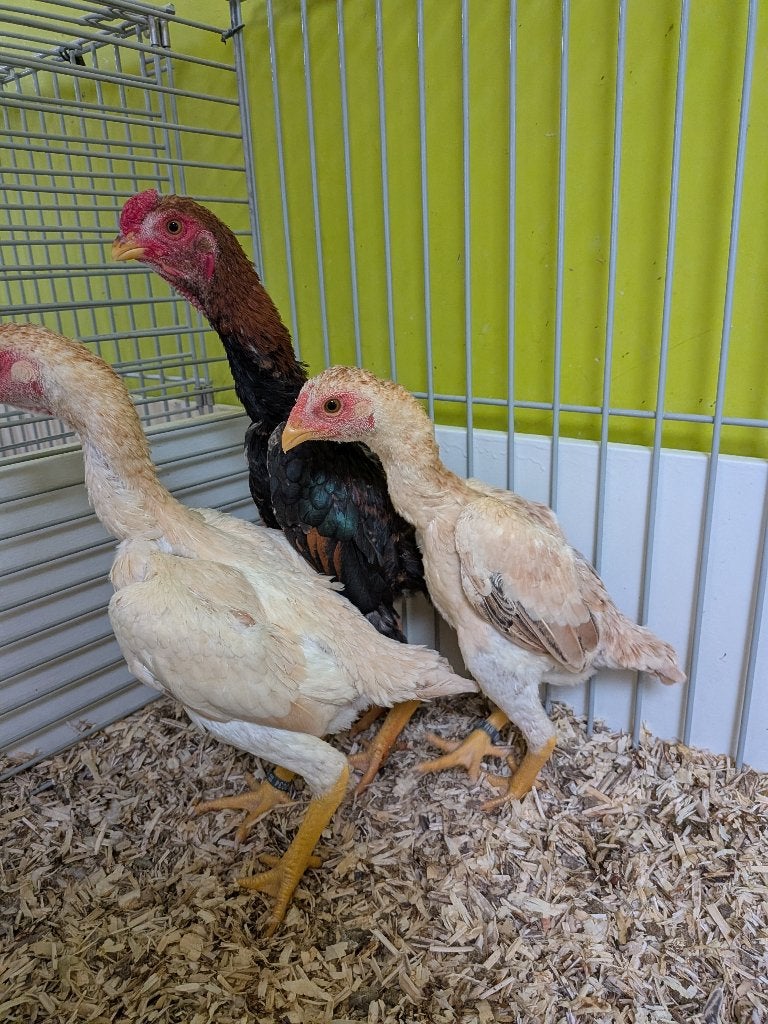 ko shamo, Dieren en Toebehoren, Meerdere dieren, Kip