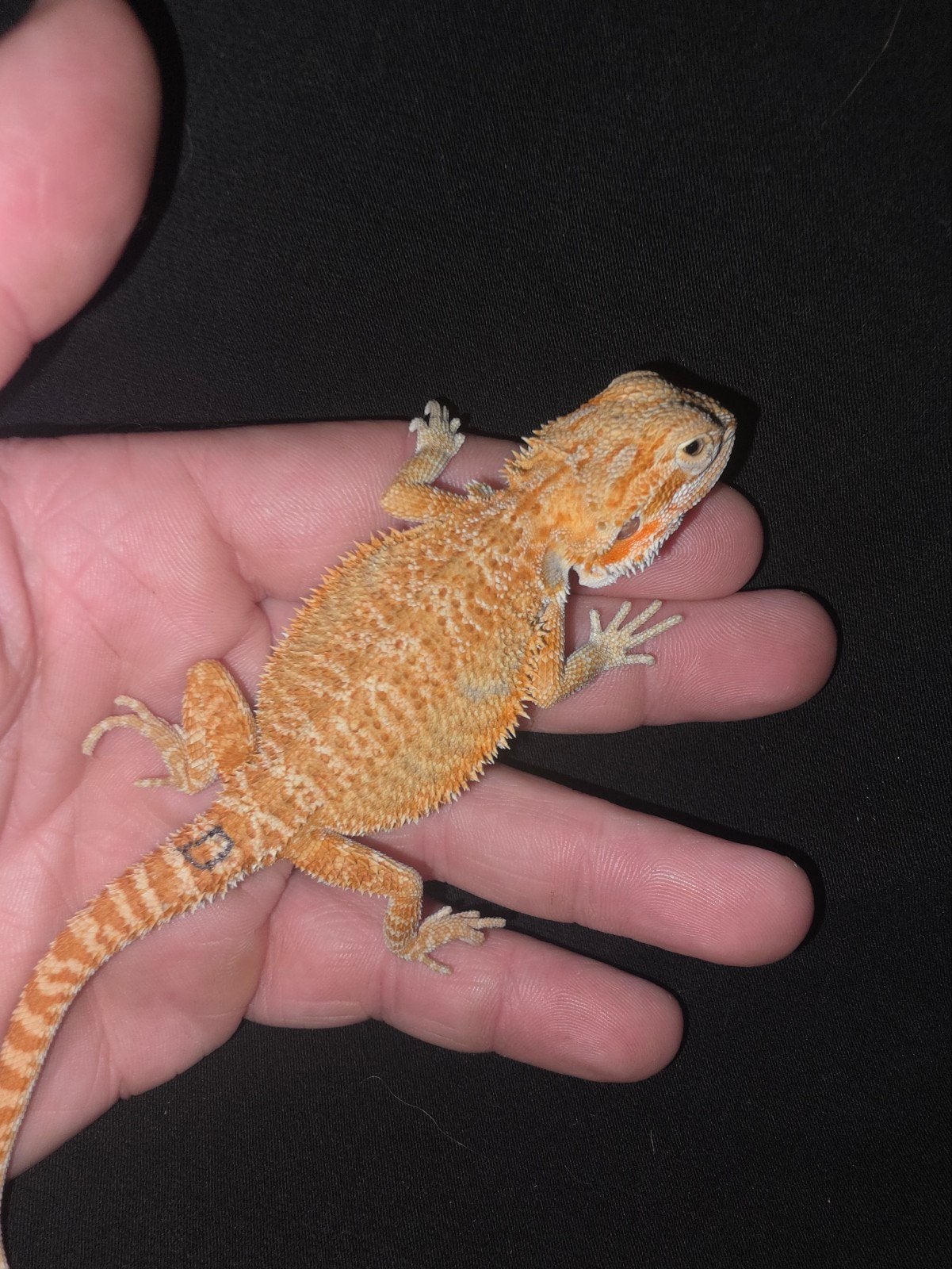monstre rouge/agrumes unique, le dragon barbu mâle zéro, Lézard, Domestique, 0 à 2 ans