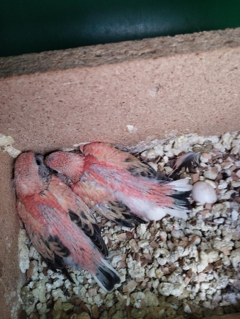 Jonge bourkes, Dieren en Toebehoren, Vogels | Parkieten en Papegaaien, Meerdere dieren, Parkiet, Geringd