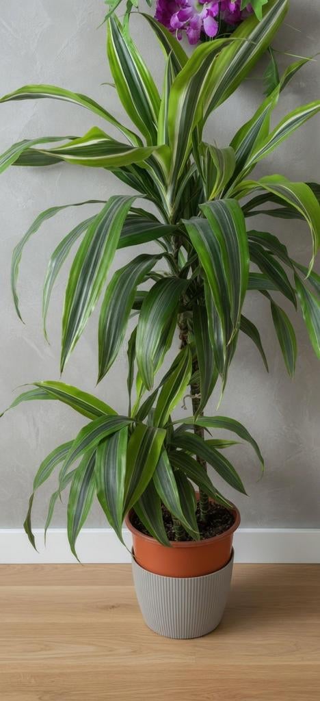 Grote kamerplant (Dracaena) – ideaal voor interieur, Huis en Inrichting, Ophalen