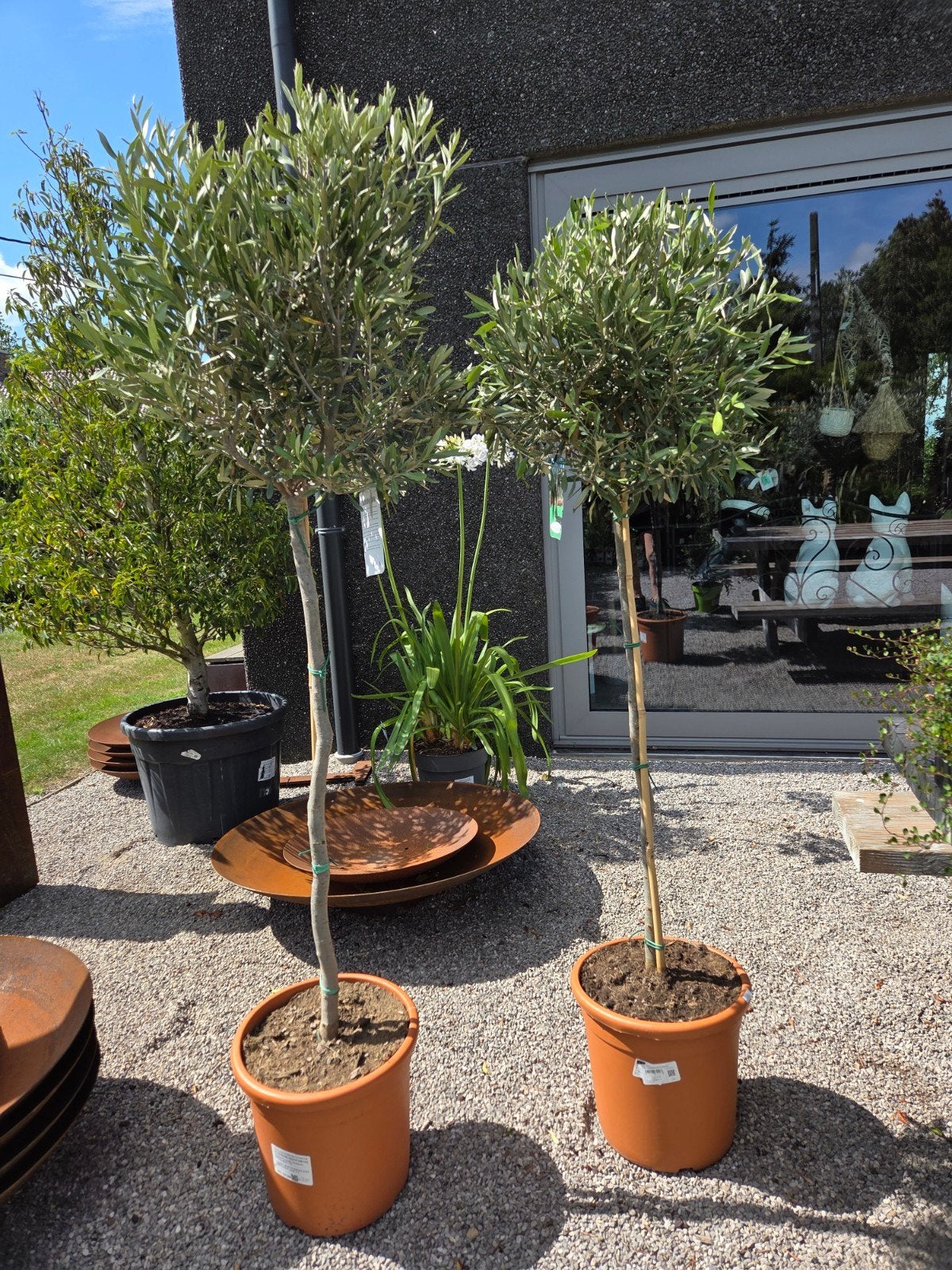 Terrasolijfboom Olea Europaea, Ophalen