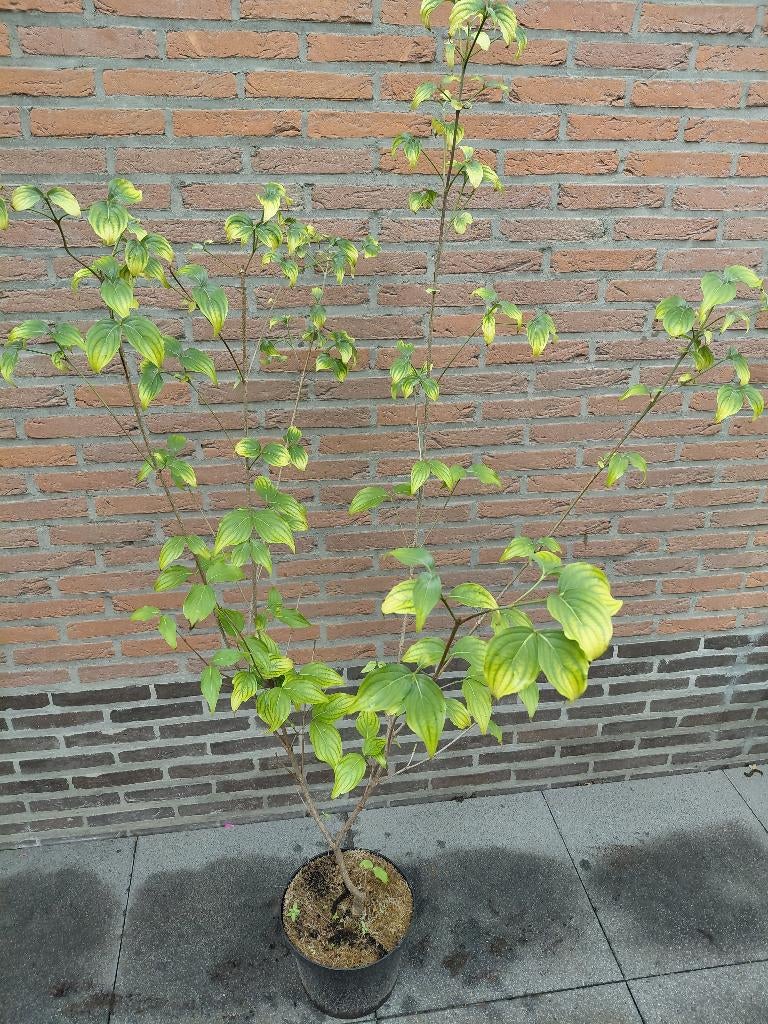 Cornus Kousa China Girl, Ophalen, Halfschaduw