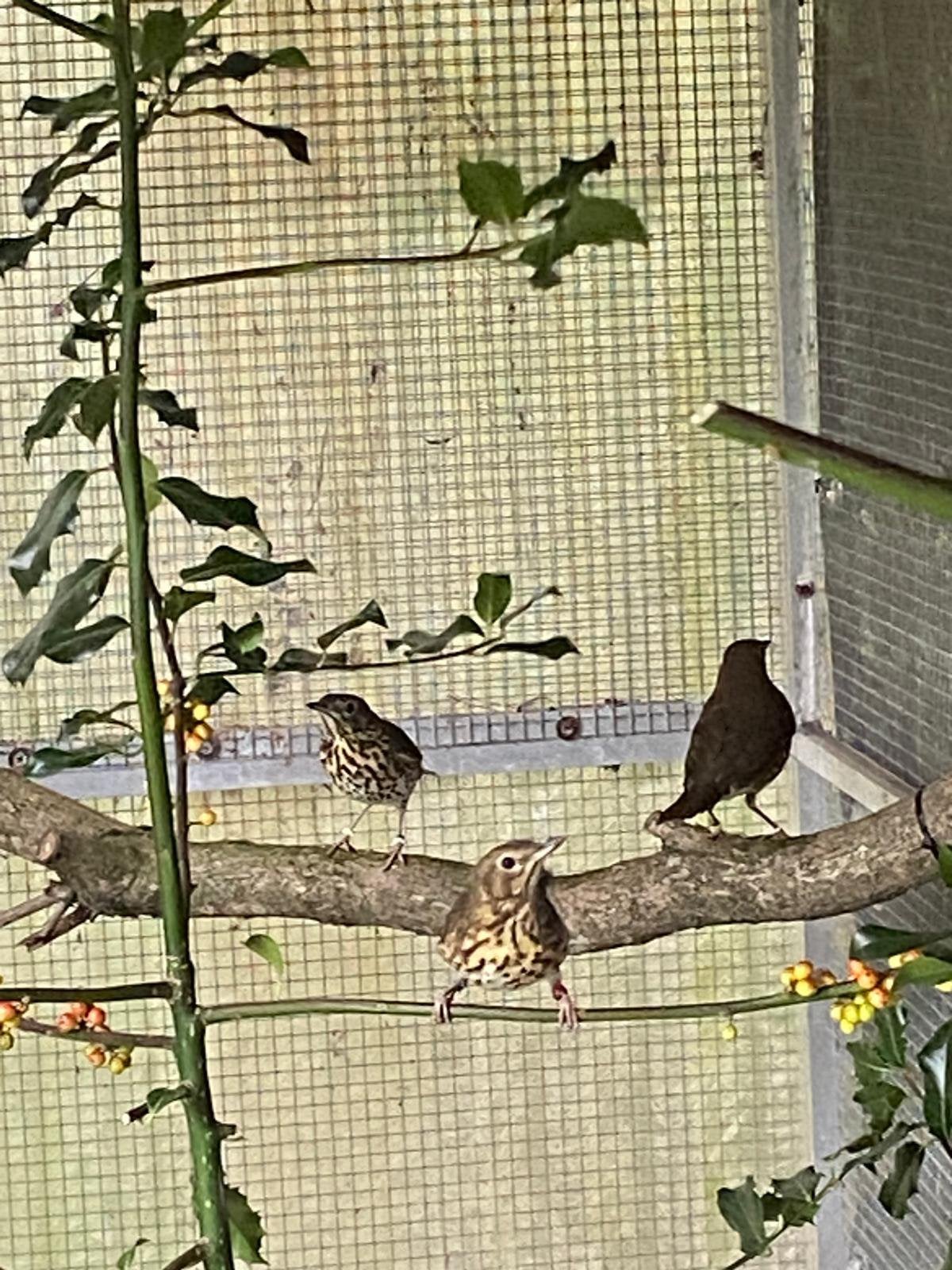 Zanglijsters poppen, Dieren en Toebehoren, Vrouwelijk, Wildzangvogel, Geringd