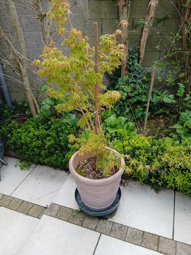 Japanse esdoorn in bloempot, Tuin en Terras, Ophalen