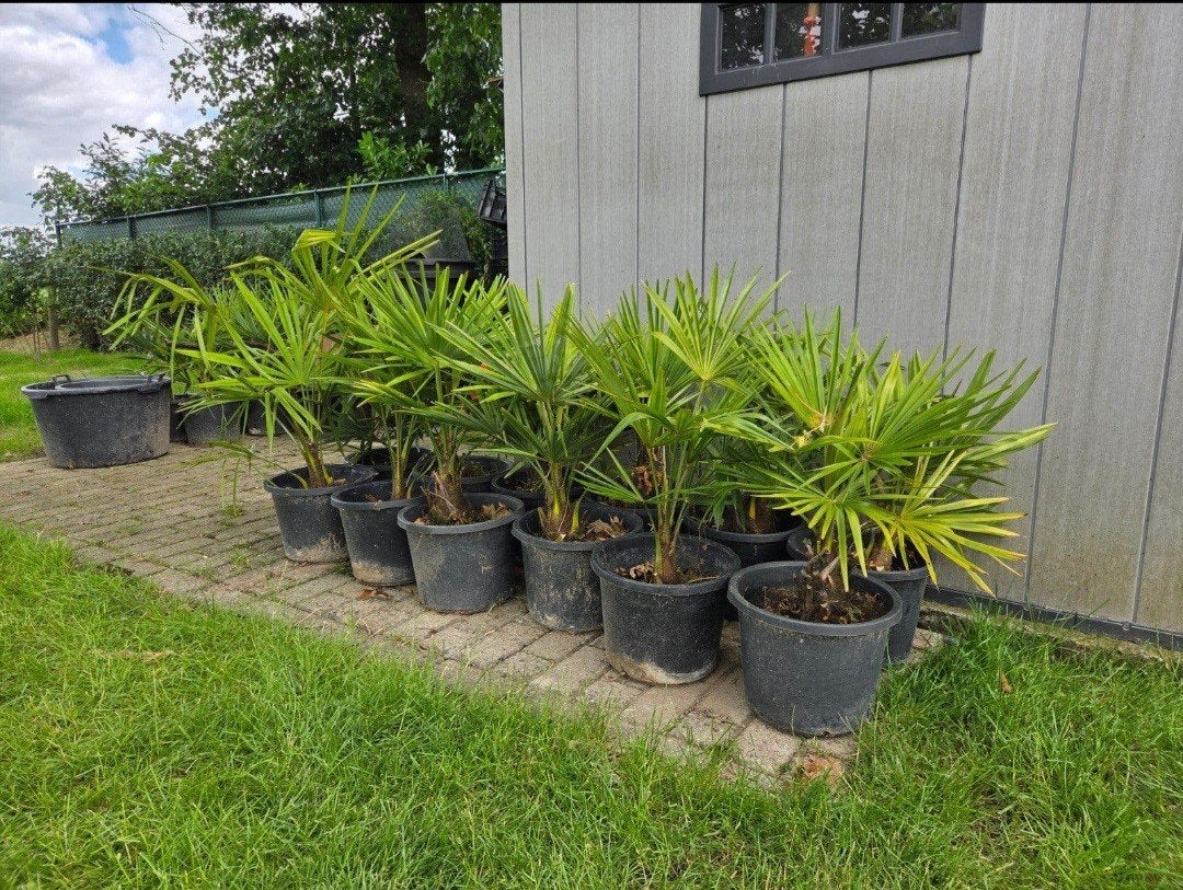 palmbomen 3+1 gratis trachycarpus fortunei, Enlèvement, En pot