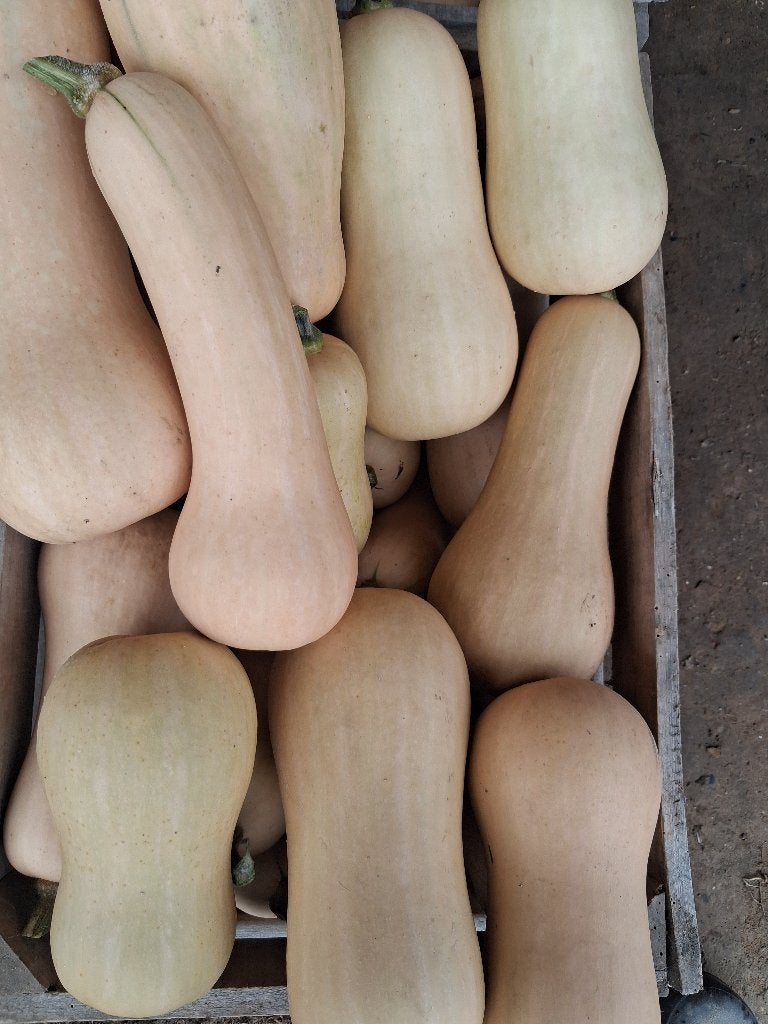 Pompoenen Butternut., Ophalen