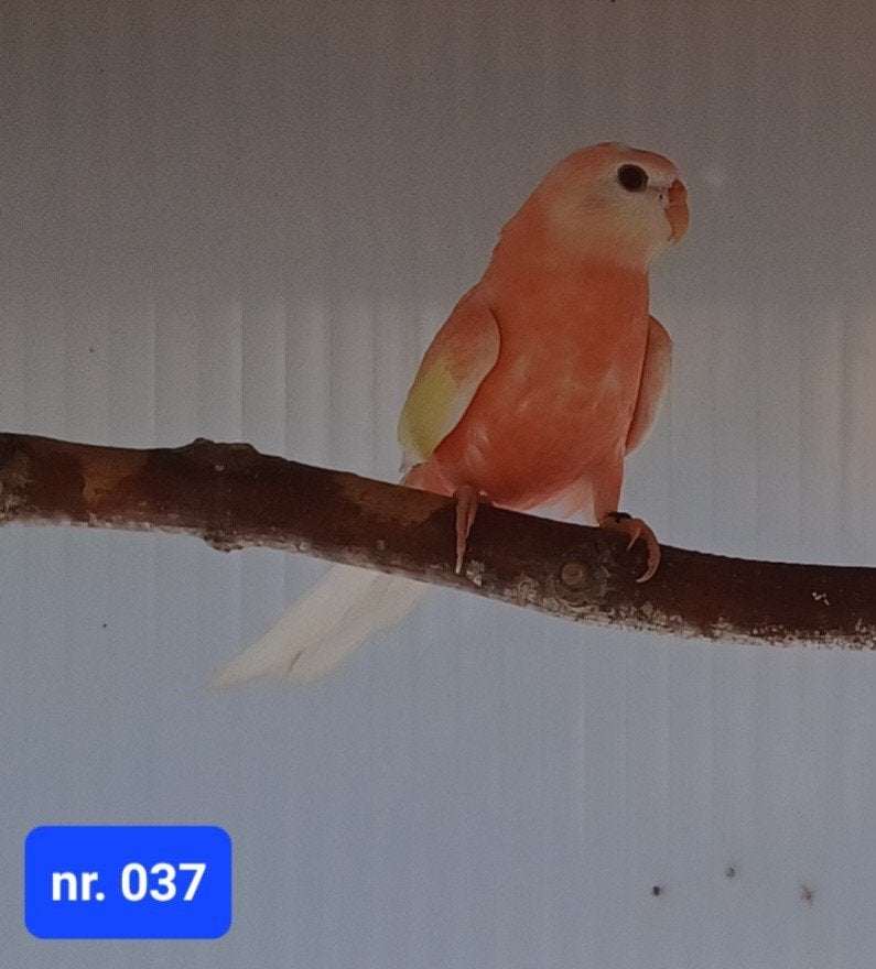 Opaline-ino (rubino) bourkes parkieten, Dieren en Toebehoren, Vogels | Parkieten en Papegaaien, Vrouwelijk, Parkiet, Geringd