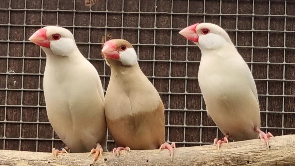 Rijstvogels