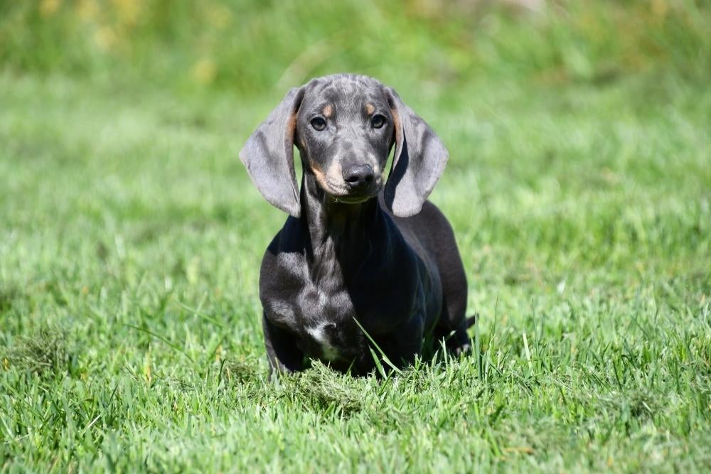 Kortharige Teckel pups te koop, 15 weken tot 1 jaar, Dwerg, Parvo, Meerdere