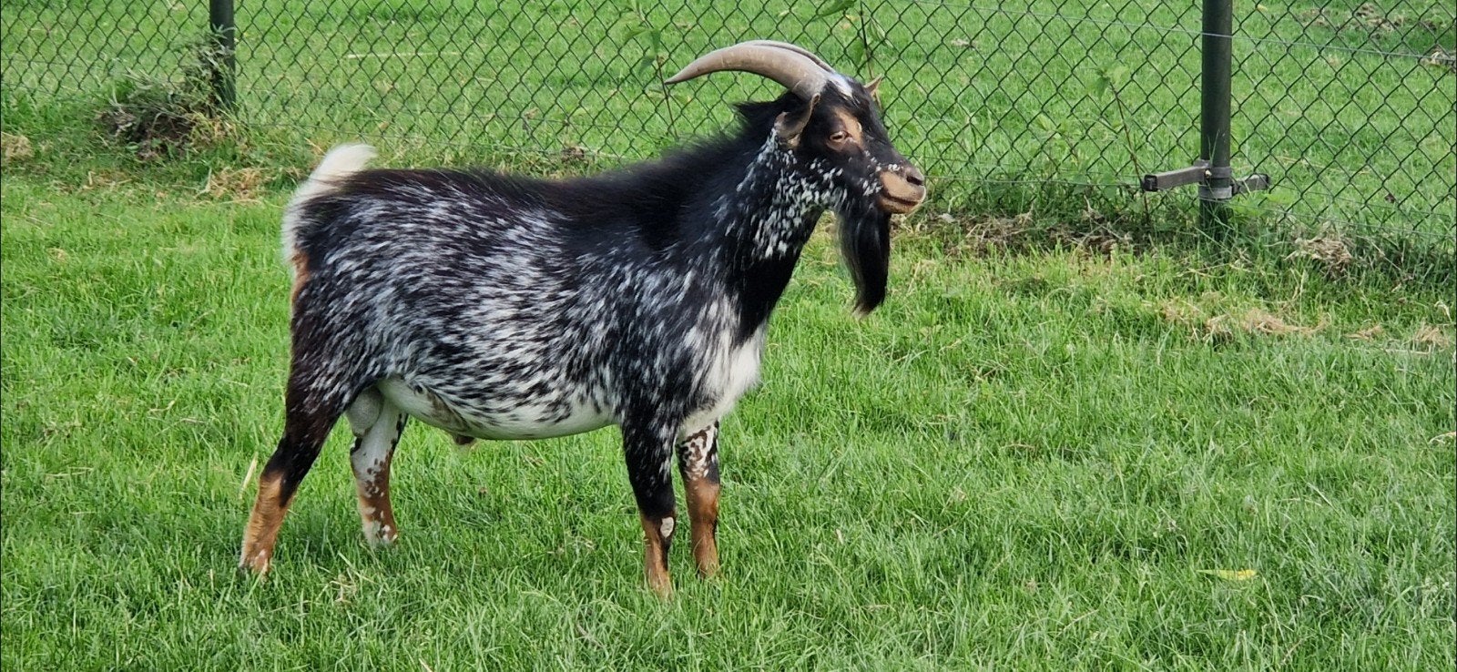 Édredon en hermine d'une beauté exceptionnelle., Mâle, Chèvre, 0 à 2 ans