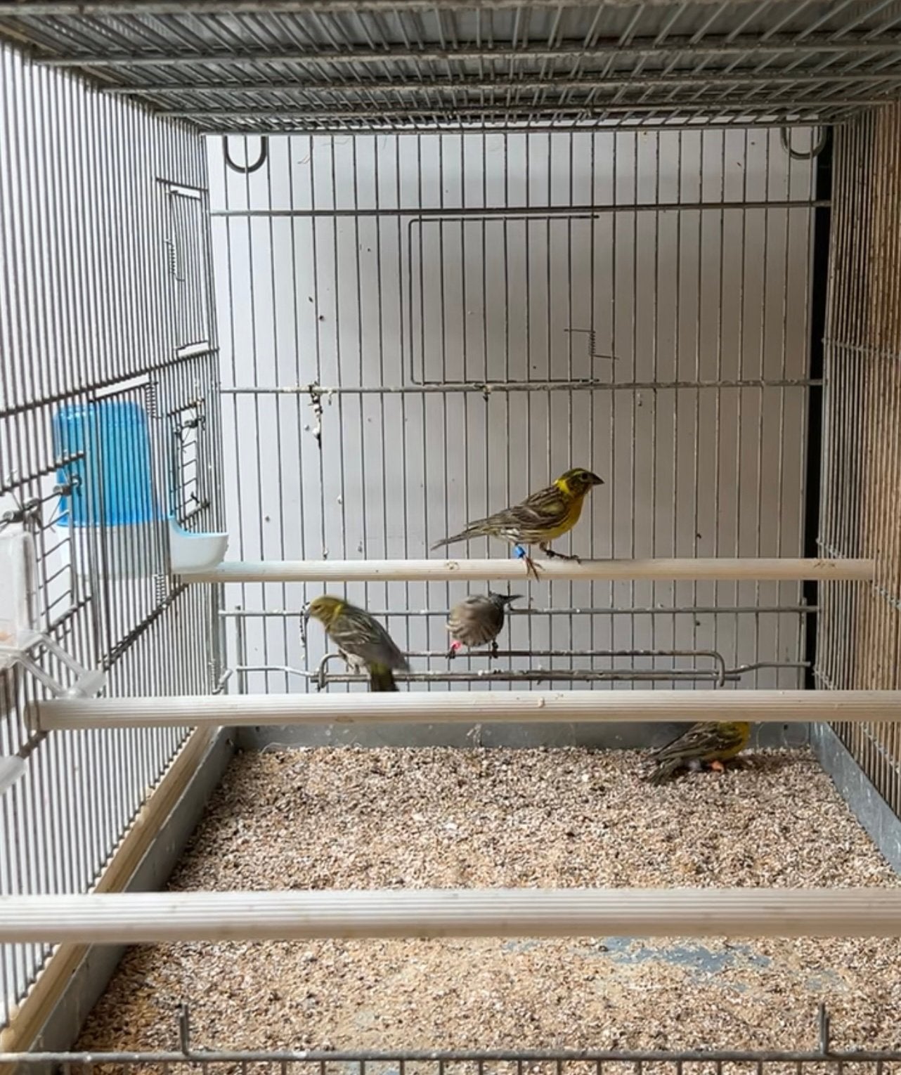 Serin cini, Dieren en Toebehoren, Mannelijk