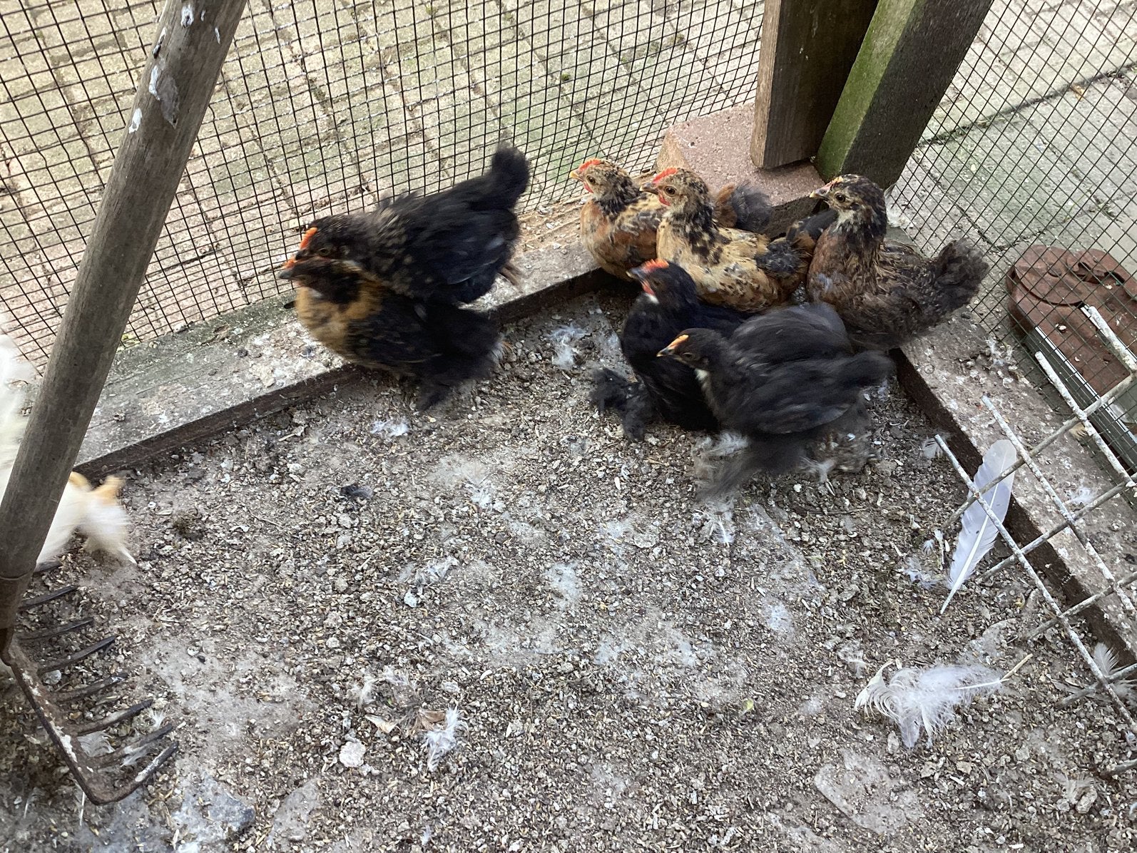 Poulets Bantam