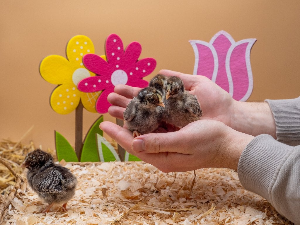 Barnevelder kriel zilver gezoomd kuikens gesekst en ingeënt, Dieren en Toebehoren, Pluimvee, Vrouwelijk, Kip