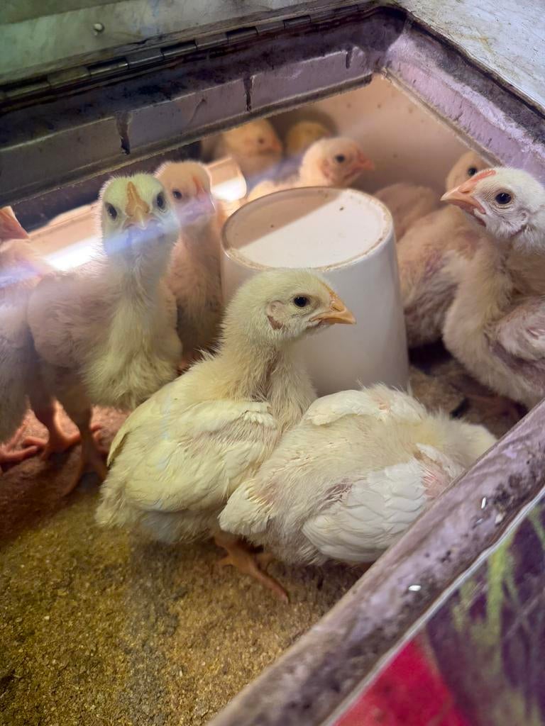 Kuikens, Dieren en Toebehoren, Ophalen