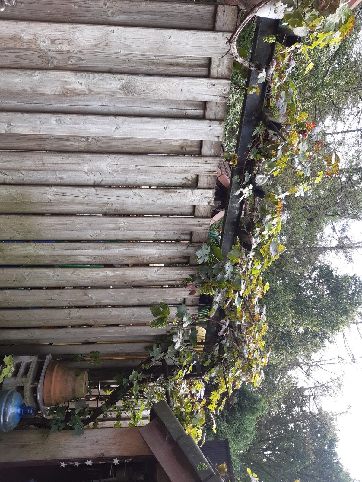 druivelaar..10 meter, Ophalen