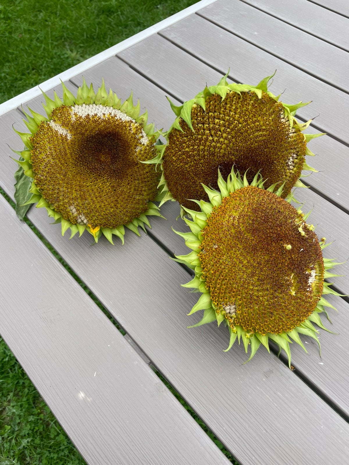 3 zonnebloembloemen om zaden opnieuw te planten., Ophalen