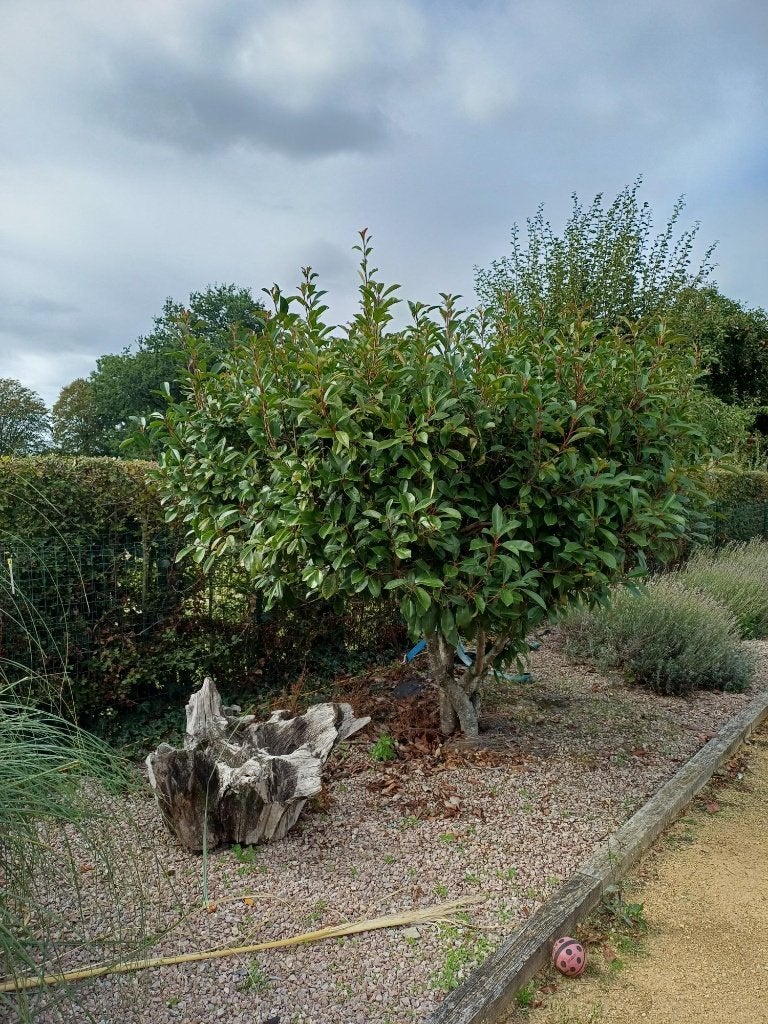 Grand Photinia Serratifolia mature (15 ans) – 2m x 2m, Jardin & Terrasse, Autres espèces, Annuelle, Printemps, Plein soleil