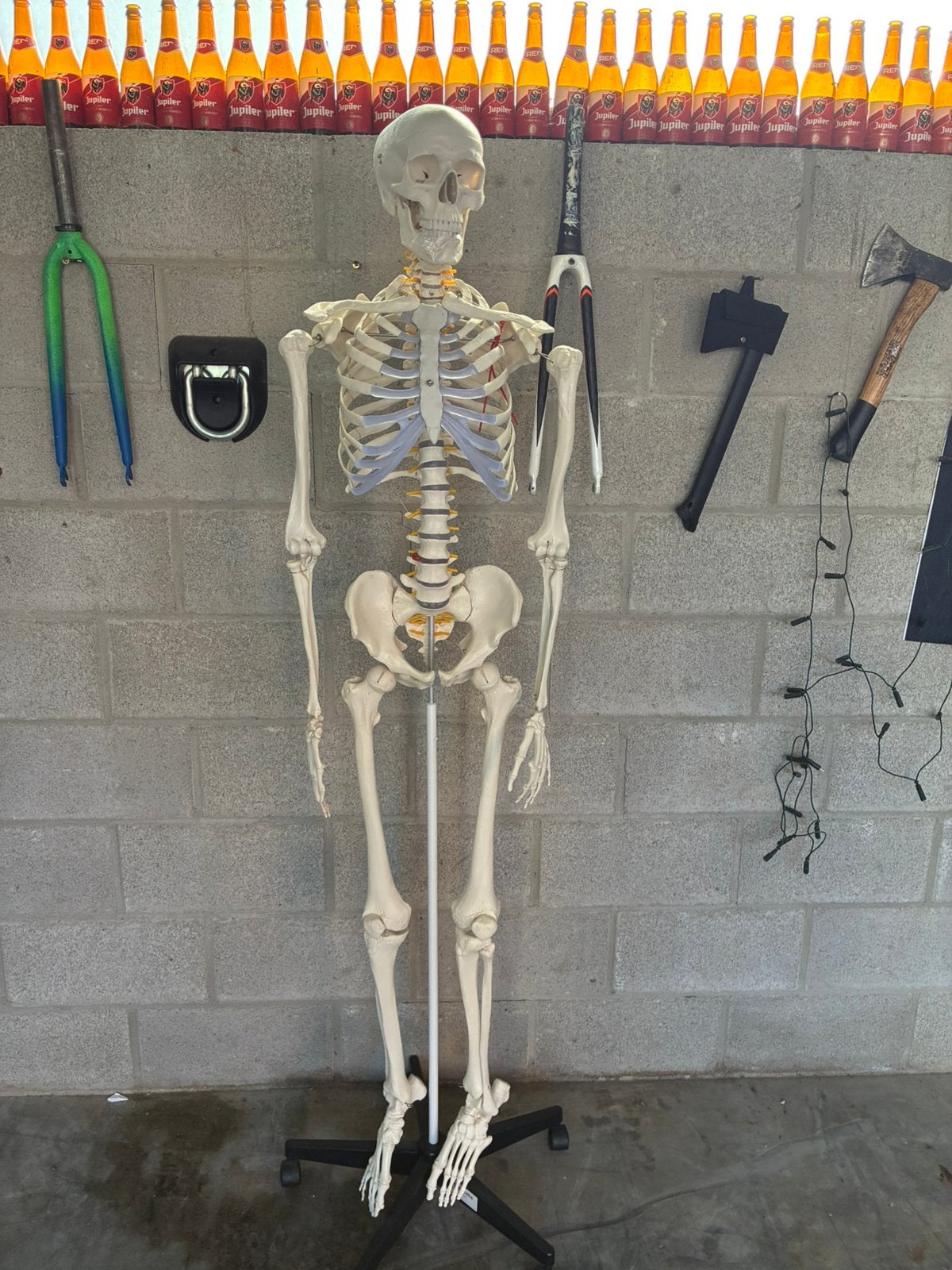 Anatomisch skelet, Diversen, Ophalen, Nieuw